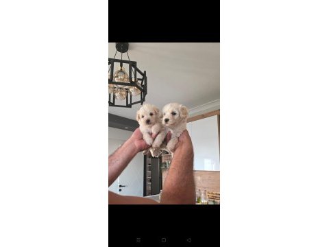 Oyuncu bebek köpeklerim