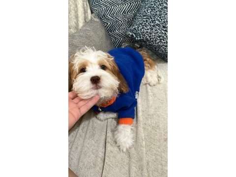 4 aylık maltipoo