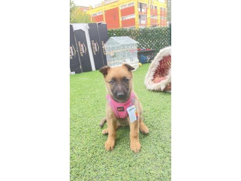 2.5 aylık malinois tuvalet eğitimi var agrasifliği yoktur