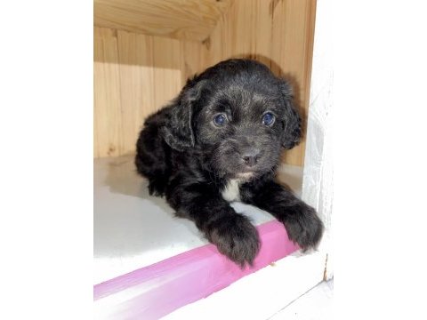 Toy poodle dişi ve erkek yavrular