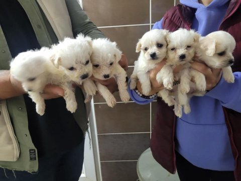 Sevimli maltese terrier yavrular