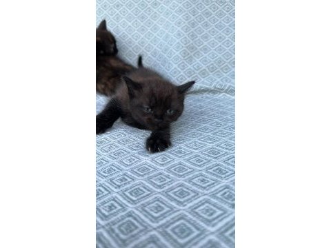 Sahiplendirme british shorthair
