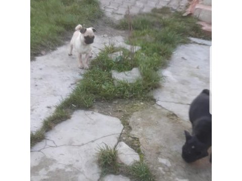 Sıfır burun erkek siyah ve dişi krem pug