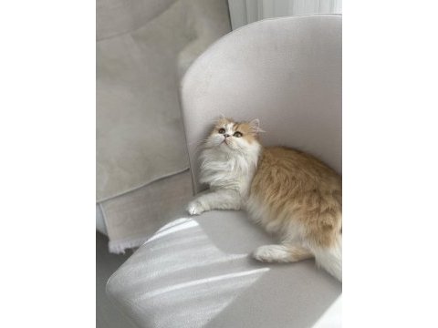 Muhteşem güzellikte british longhair