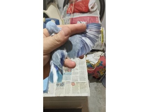 Forpus papağanı yavruları