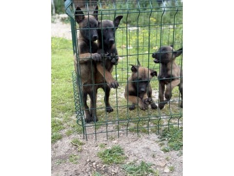 Belçika malinois 57 günlük