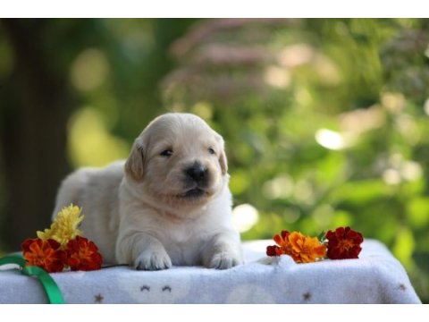 Golden retriever adrese teslim kapıda ödeme yapabilirsiniz