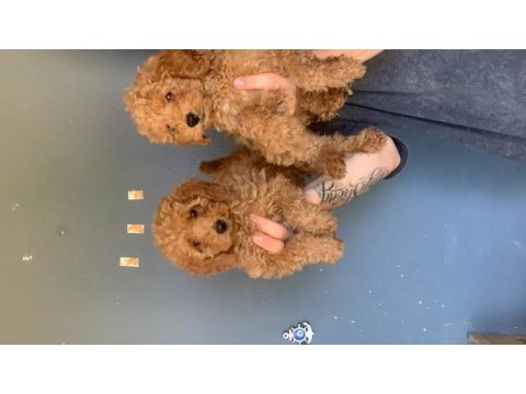 Burkem çiftliğimizden safkan toy poodle