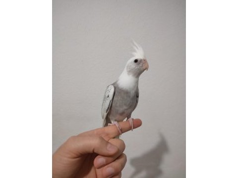 Erkek yavru sultan papağanlar