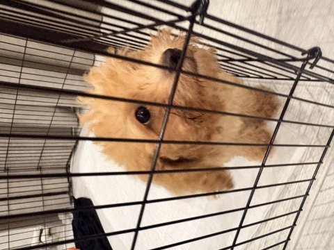 Sevimli ve akıllı köpeğime acil yuva arıyorum