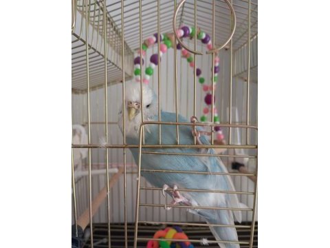 Yerli jumbo muhabbet kuşu duman