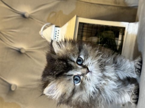 British longhair safkan dişi yavrular
