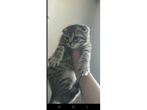 Yakışıklı scottish fold yavrum
