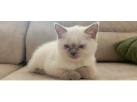 British shorthair bluepoint 2 aylık yavrular