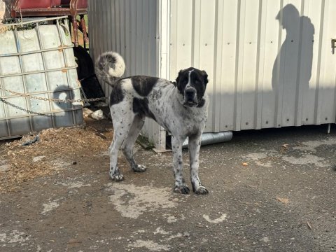 Ala 8 aylık erkek dev rus köpeğimiz