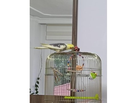 Satılık 3 buçuk aylık sultan papağanı