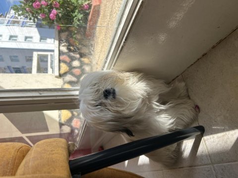10 aylık erkek shih tzu