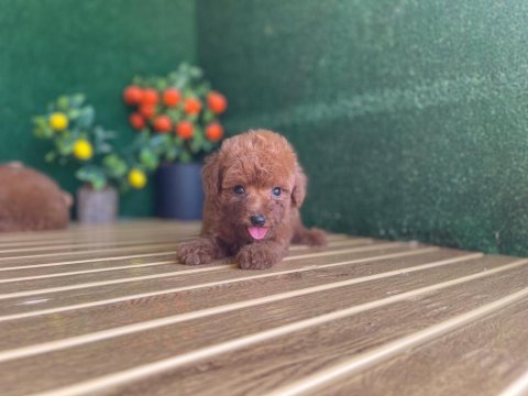 Toy poodle köpekler referans yavru