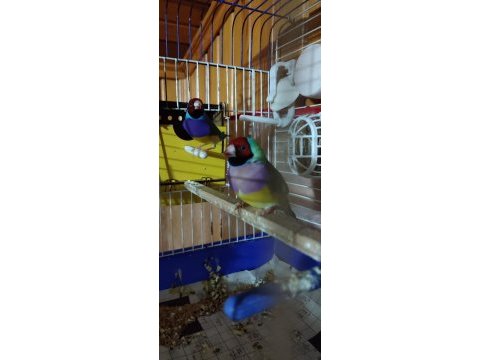 Yeni genç eş muhabbet kuşlar