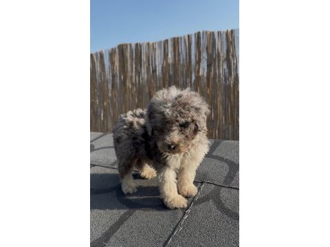 Safkan labradoodle bebekler