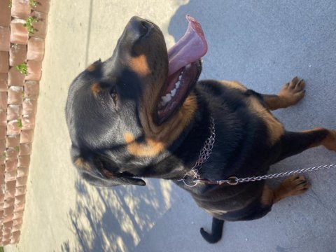 Çipli kimlikli rottweiler