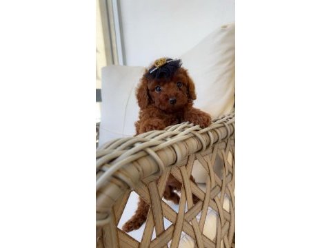 Ev ortamında red brown kore poodle yavrum