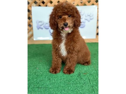 Maltipoo bebekler referans yavru