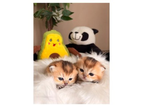 Golden british shorthair bebekler