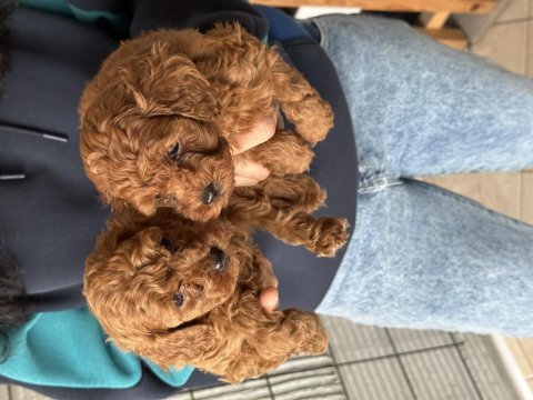 Bursa toy poodle