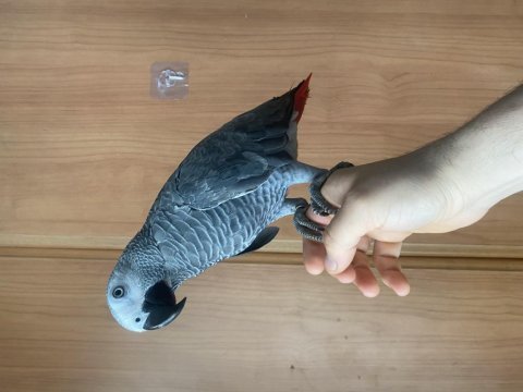 Evcil uysal bilezikli jako papağanı