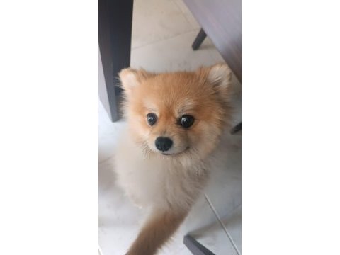 Ukrayna safkan pomeranian