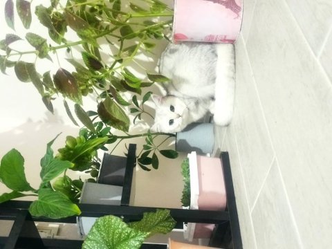 Safkan şecereli dişi british shorthair