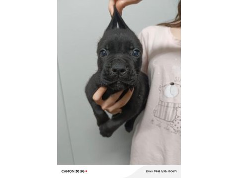 Cane corso yavrular ırk garantili