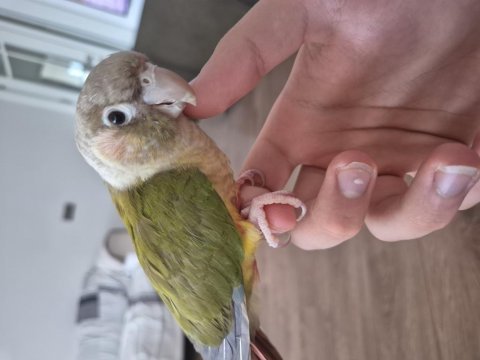 Bebek konur papağanı 4-5 aylık