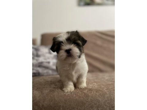 2.5 aylık yorkshire terrier mila