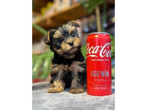 Safkan orjinal ırk yavru köpekler
