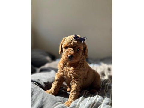 Erkek dişi poodle bebekler