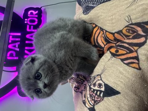 40 günlük dişi scottish fold yavrumuz