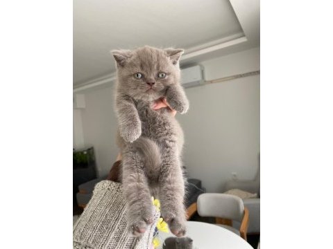 A kalite son 2 yavru british shorthair