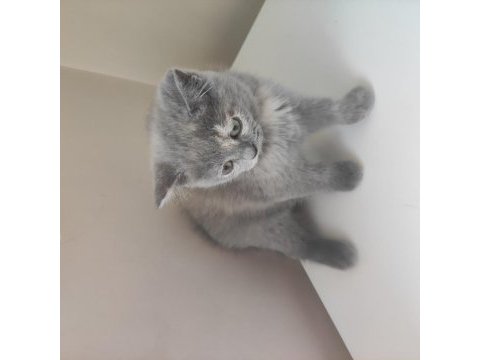 2 aylık british shorthair yavrular