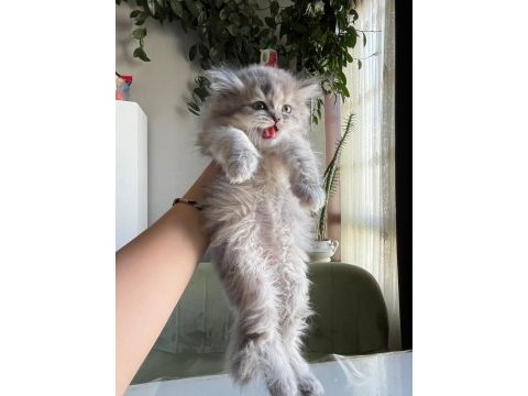 Kendi kedimin yavruları sağlıklı ırk ve genlere sahip