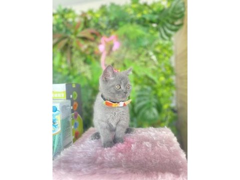 British shorthair yakışıklım ilanda
