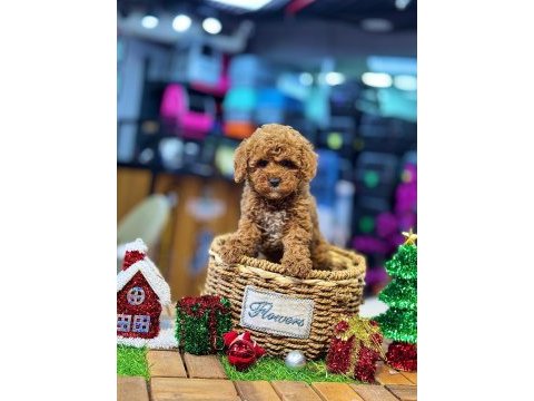 Yurt dışı girişli üst vasıf poodle bebekler