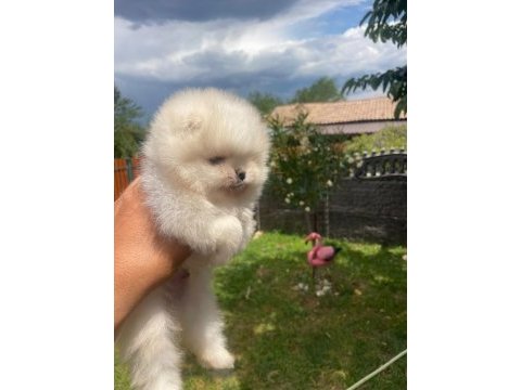 Ayı surat erkek pomeranian