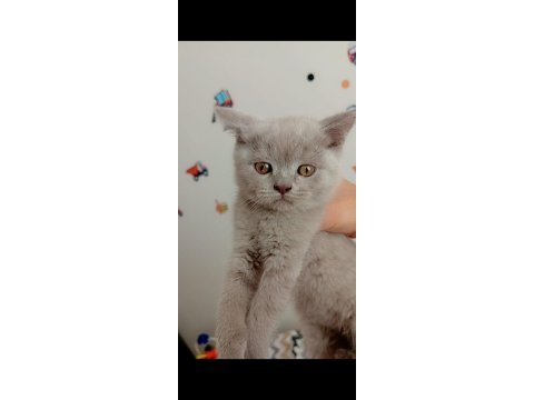 British shorthair mutluluk dağıtıyoruz