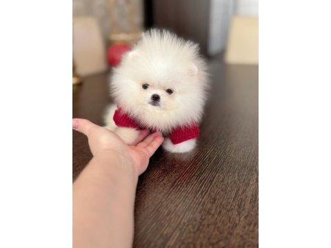 Teacup erkek pomeranian boo