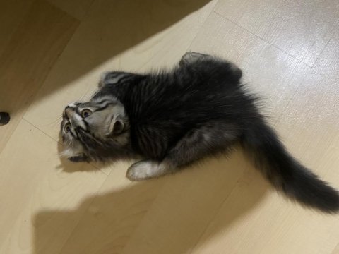 Scottish fold 2 aylık