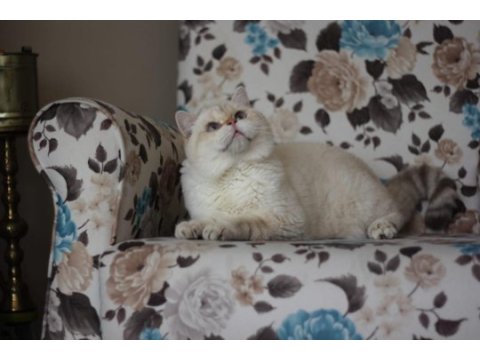 Erkek golden point british shorthair