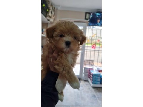 Maltipoo yavrumuz