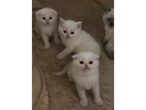 Dünya tatlıları scottish fold ballarım